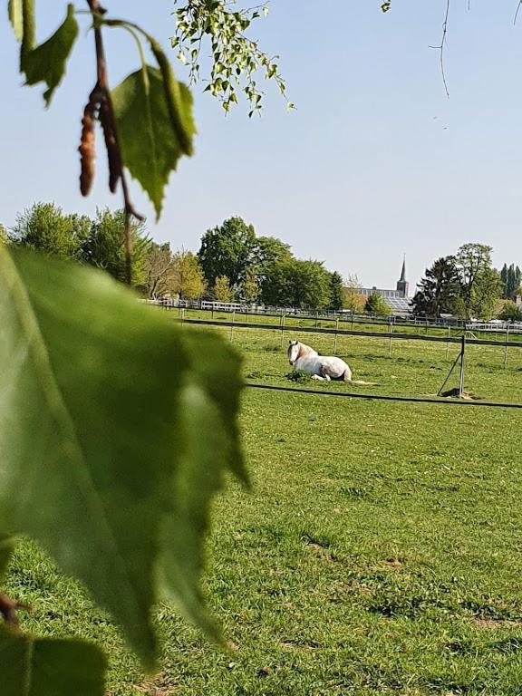 Houten Huisje Tussen Paarden Nieuwerkerken Exterior foto