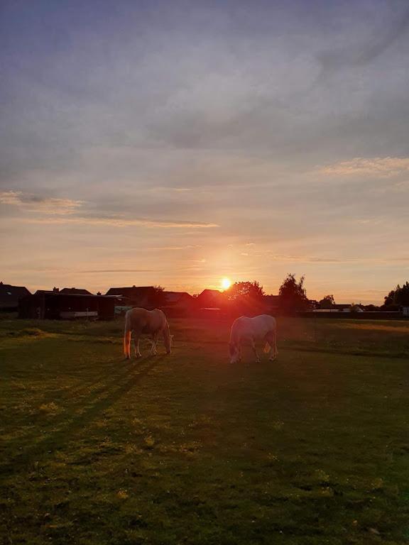 Houten Huisje Tussen Paarden Nieuwerkerken Exterior foto
